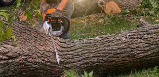 Best Sod Installation  in Amberley, OH