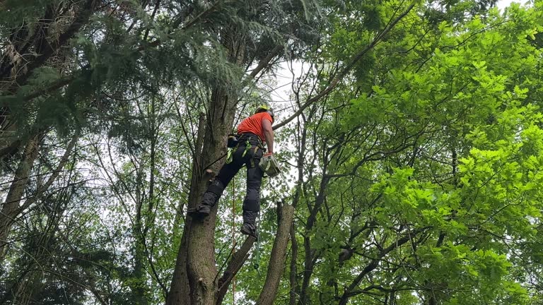 Amberley, OH Tree Services Company